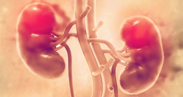 The results indicated that even kidneys with the worst biopsy results could add...