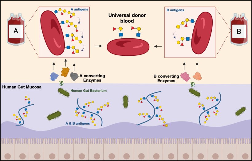 The ABO blood group antigens found on the surface of red blood cells are also...