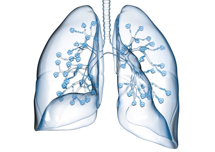 3d illustration of human lung anatomy
