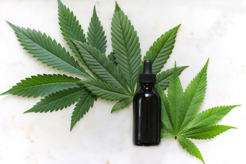 cannabis leaves and medical tincture bottle