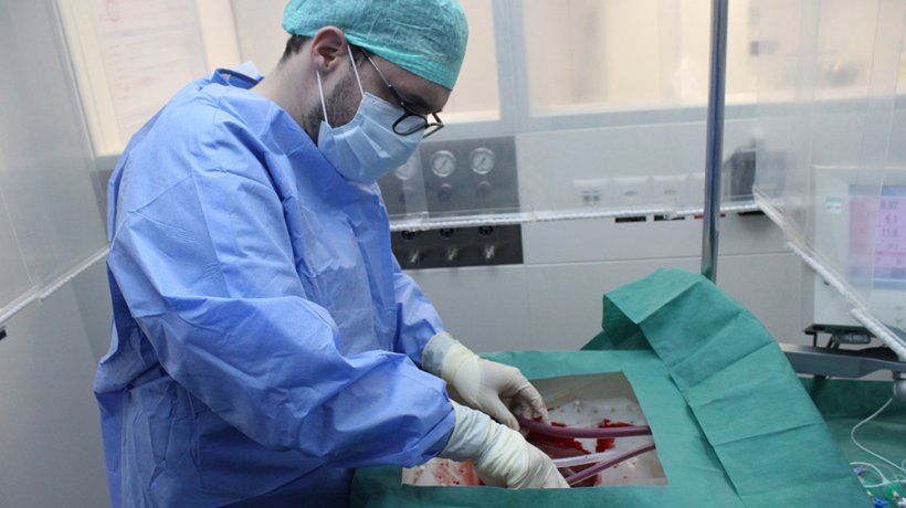 Ein Chirurg schließt die Spenderleber an die Perfusionsmaschine an