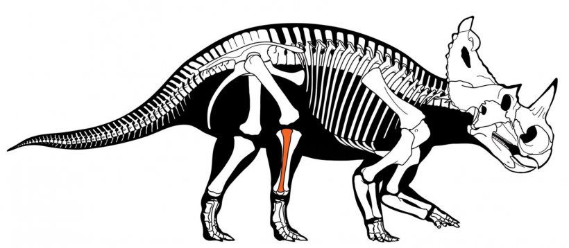 Centrosaurus skeleton with fibula highlighted in red