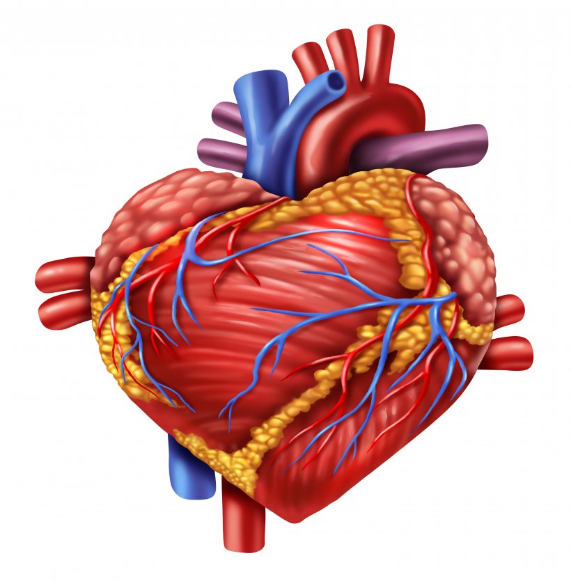 Covid-19 patients can safely continue taking heart drugs