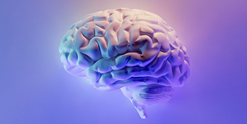 3d model of human brain