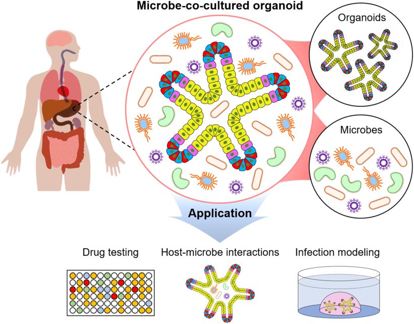 Schematic illustration for microbe-co-cultured organoid models and various...