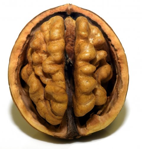 walnut in the shell