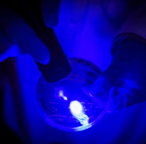 scientist administering blue light to bacteria in a petri dish