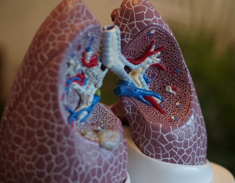 anatomical model of human lungs