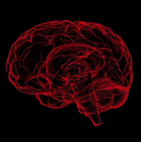 red illustration of human brain