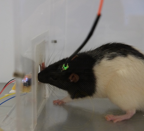 lab rat during an experiment