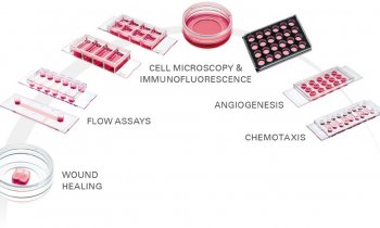 ibidi - Cell Culture & Imaging Chambers
