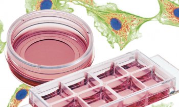 ibidi – Solutions for microscopy and cell-based assays