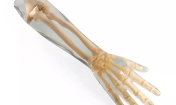 Anthropomorphic X-Ray Phantoms