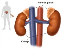 Photo: Patients with adrenal insufficiency need improved management