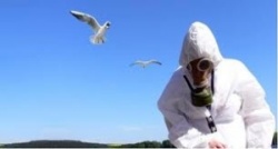 Photo: Wie riskant sind Experimente mit Vogelgrippe-Viren?