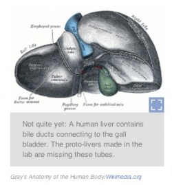 Photo: Scientists Grow A Simple, Human Liver In A Petri Dish