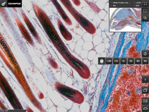 Photo: Virtual microscope images at your fingertips