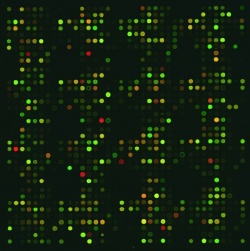 Scientists use microarrays to screen for differences in protein expression
