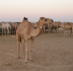 The MERS virus is thought to be carried by camels, many of which are imported...