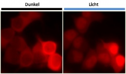 Linus mediates the light-controlled migration of the red-colored protein in the...