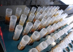 Blutproben in einer ADVIA Laborautomation.
Foto: www.siemens.com/presse