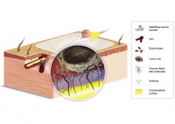 The first 20 mm are plated with a gold layer. Subsequently, a hydrogel layer is...