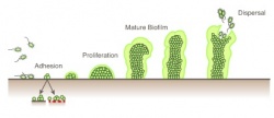 The biofilm is an efficient strategy for microorganisms to survive and...