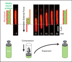 The expansion of compressed, weakly bound proteins (green) leads to a force...