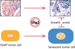 Inhibition of the tyrosine phosphatase Shp2 in breast cancers of PyMT mice...