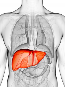Computer model developed to predict how \T09\ causes the liver to store fat...