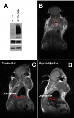 A: Protein expression in U87.CD4 tumours as compared to U87.CD4.CXCR4 tumours,...