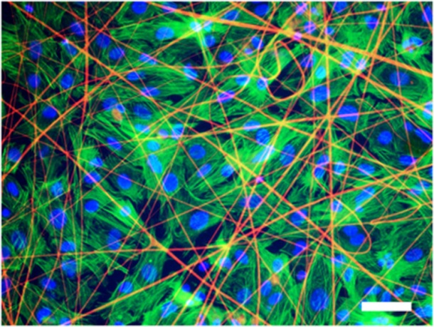 Heart tissue cells grown on a matrix, stained with fluorescent markers.
