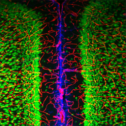 Das Zusammenspiel zwischen Neuronen (grün), Astrozyten (blau) und...
