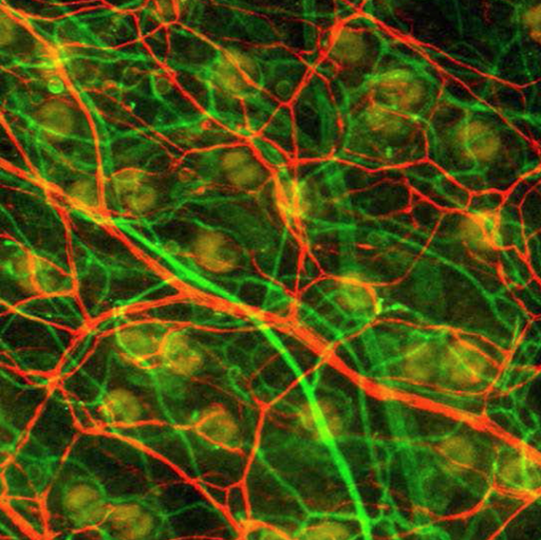 Dreidimensionale Darstellung von Blutgefäßen (grün) und Nerven (rot) in der...