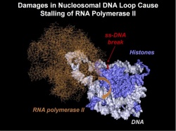 Estimated structure of the nucleosomal DNA loops, which are temporarily formed...