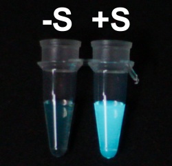 This is an example of the luminescence produced by the chemical modifications...