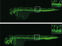 Blutgefäße einer Zebrafisch-Larve: Fehlt das Gen egfl7, bilden sich die...