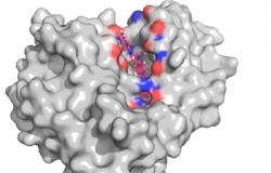 Computer model showing how methotrexate may bind to human JAK2, the molecule...