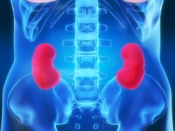 Study shows that cell plasticity program resulting from kidney damage can be...