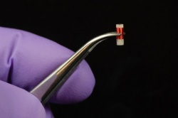 Once implanted, the sensor wirelessly sends data about biomarkers to an...