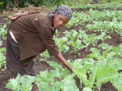 This image shows a farmer/participant showing irrigated crops.