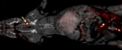 The whole body of a rat can be imaged for blood clo ts with one PET scan (which...
