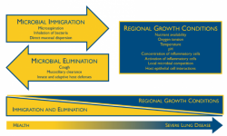 A model of the factors involved in the lung microbiome in both healthy and...