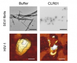 CLR01 fibril breakup Upper panel: Electron microscopy reveals that buffer has...