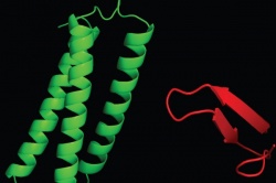 Nuclear magnetic resonance-derived images depict the structures of proteins...