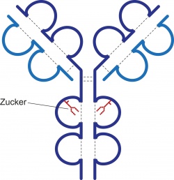 Antikörper sind Y-förmig gebaute Moleküle. Zuckerstrukturen (rot), die an...