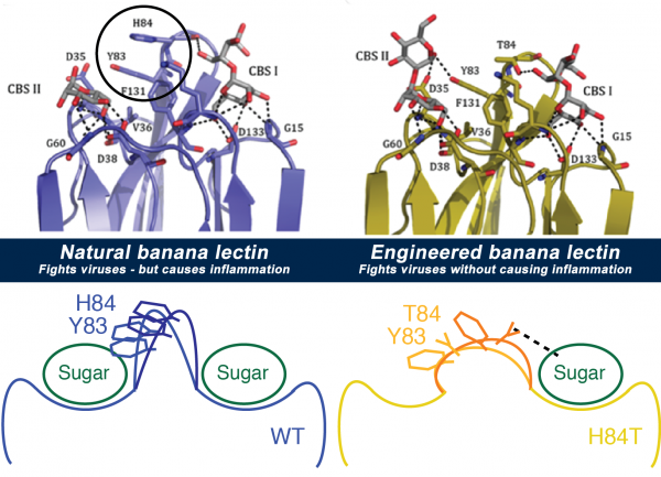 By studying the banana lectin molecule (top left) and what made it bind to both...