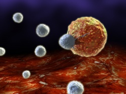 Scientists at Mount Sinai create immune cells that visibly kill cancer and...