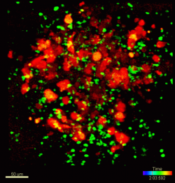 Patrolling monocytes (shown in green), a subgroup of white blood cell, block...