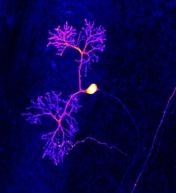 Nervenzelle im Mäusegehirn: Ein dynamisches Zellgerüst formt und stabilisiert...